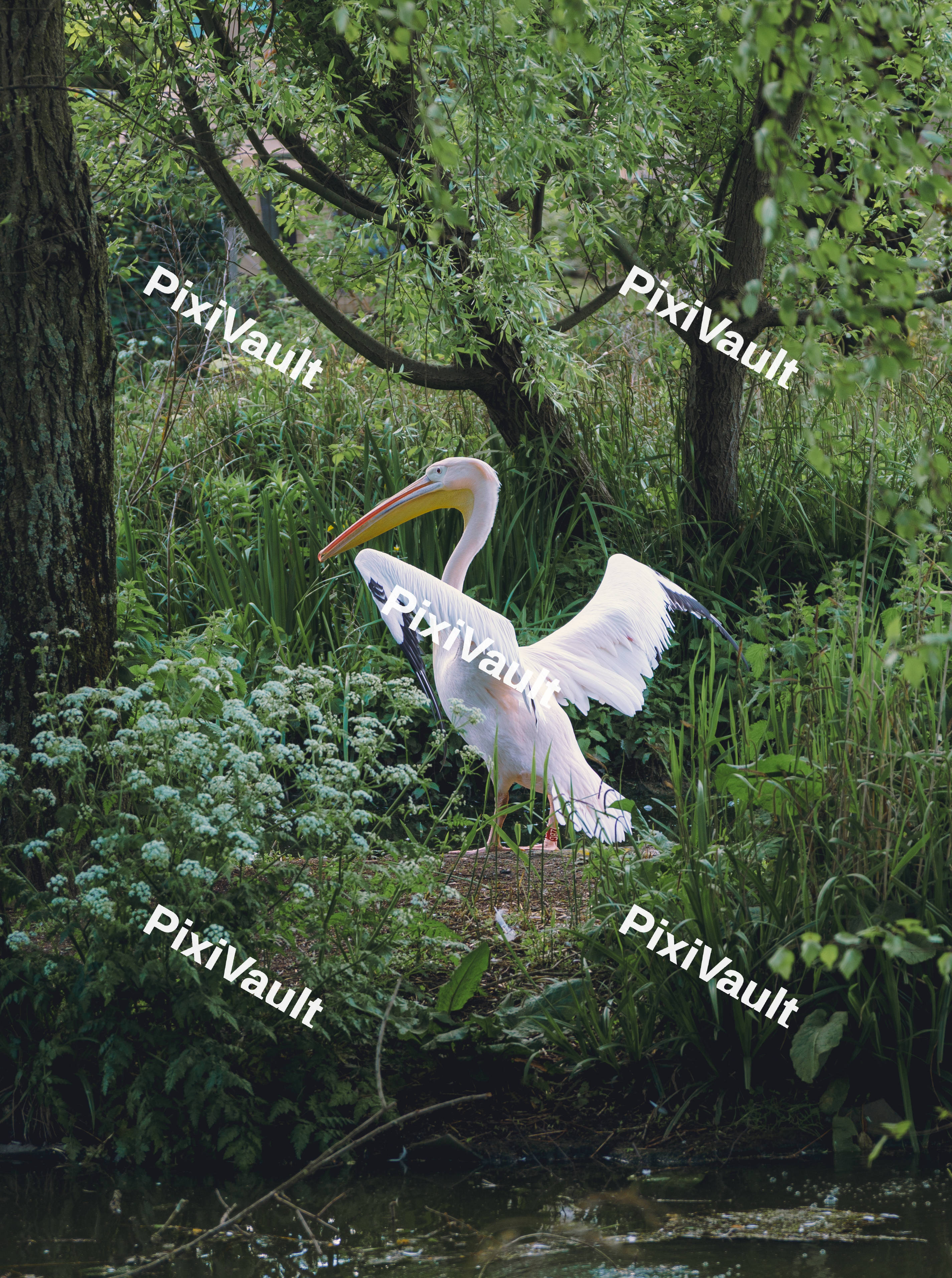 A Pelican Flapping It's Wings